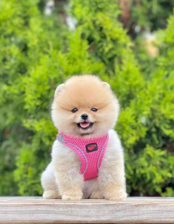 Safkan Pomeranian Boo Bebekler