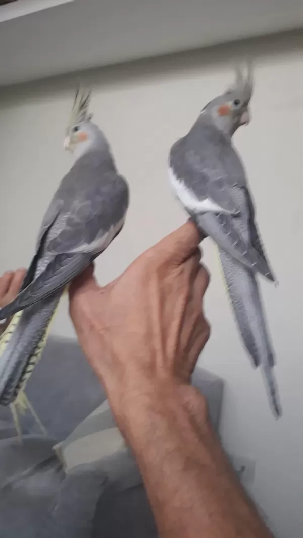 Evcil Takım Sultan Papağanı