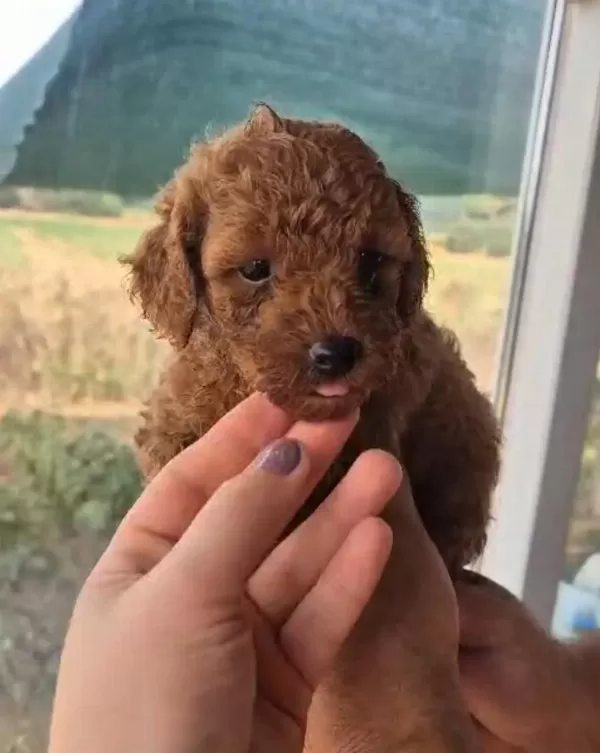 Muhteşem Poodle Minikler