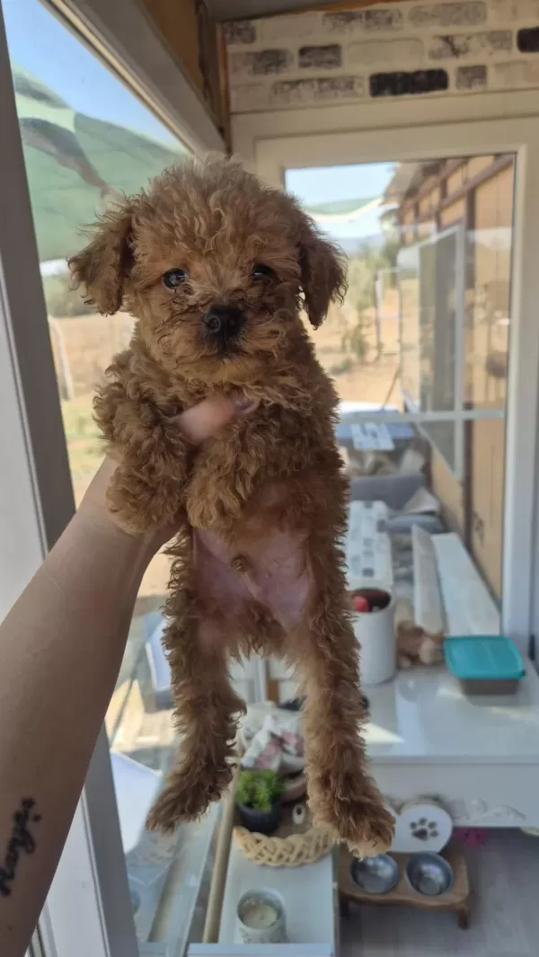 Muhteşem Poodle Minikler