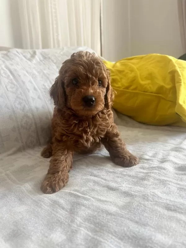 Muhteşem Poodle Minikler