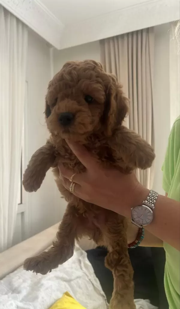 Muhteşem Poodle Minikler