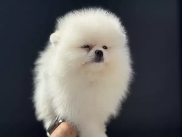 Ankaranın En Özel Pomeranian Boo Yavruları