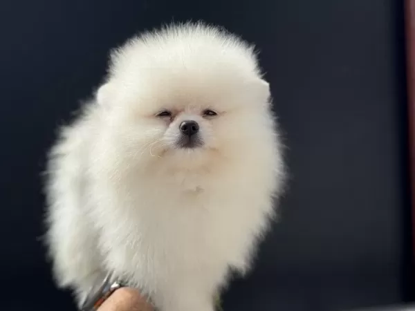 Ankaranın En Özel Pomeranian Boo Yavruları