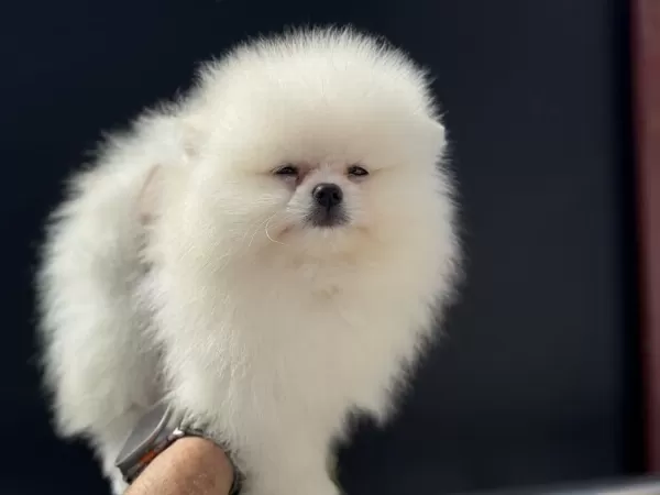 Ankaranın En Özel Pomeranian Boo Yavruları