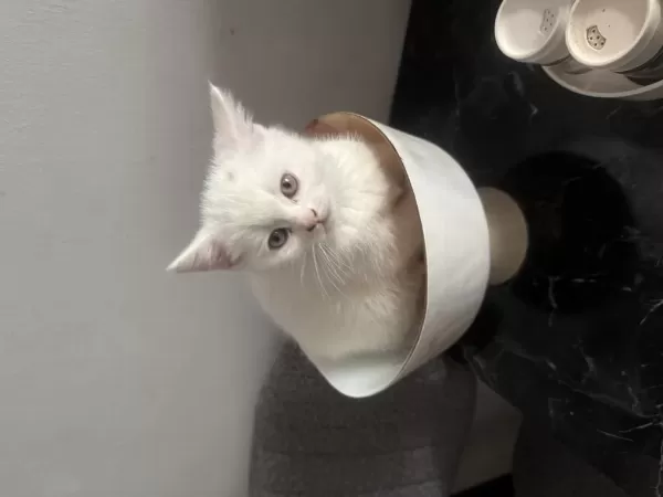 Dünya Güzeli Bebek Kedilerimiz Yeni Yuvalarını Arıyor