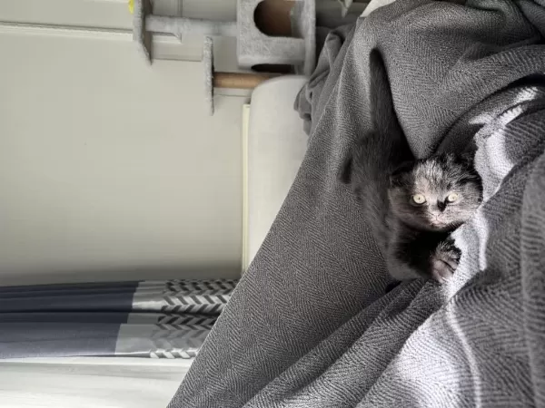 Dünya Güzeli Bebek Kedilerimiz Yeni Yuvalarını Arıyor
