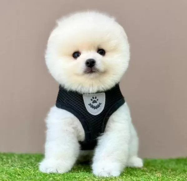 Sevimli Pomeranian Boo Yavrularımız