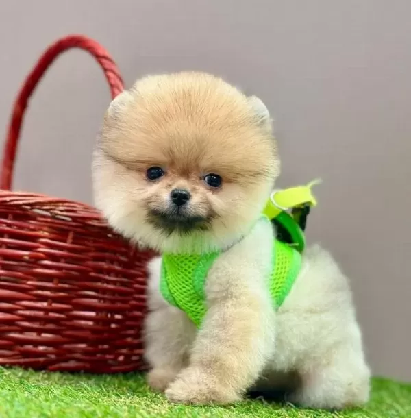 Sevimli Pomeranian Boo Yavrularımız