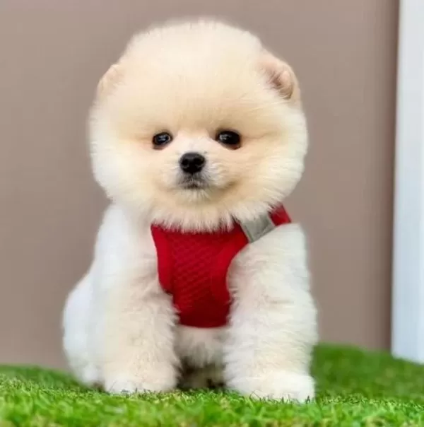 Sevimli Pomeranian Boo Yavrularımız