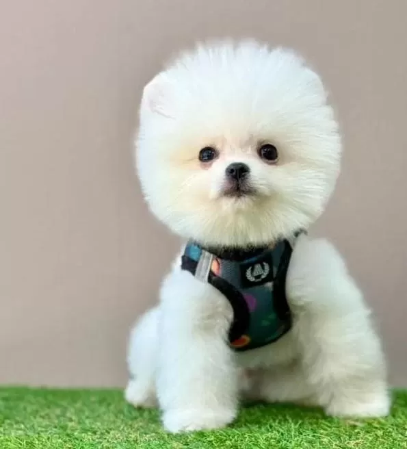 Sevimli Pomeranian Boo Yavrularımız
