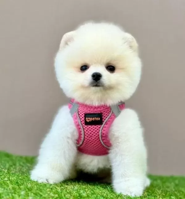 Sevimli Pomeranian Boo Yavrularımız