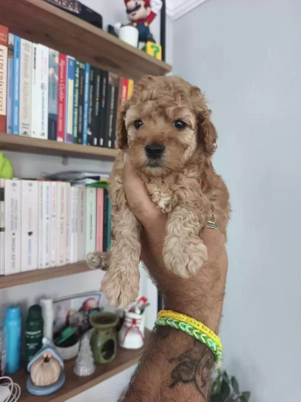 Harika Maltipoo Bebekler