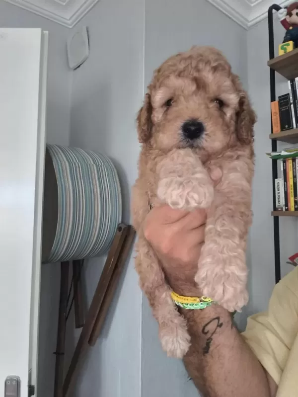 Harika Maltipoo Bebekler