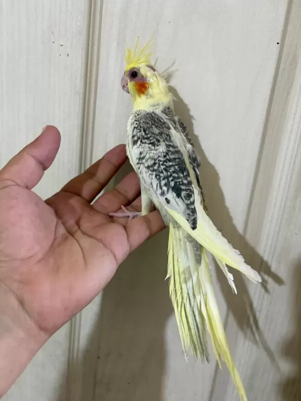 59 Günlük Renk Güzeli Kusursuz Sultan Papağani Bebek