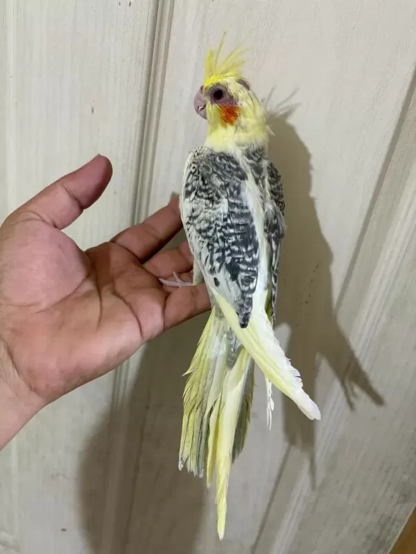 59 Günlük Renk Güzeli Kusursuz Sultan Papağani Bebek