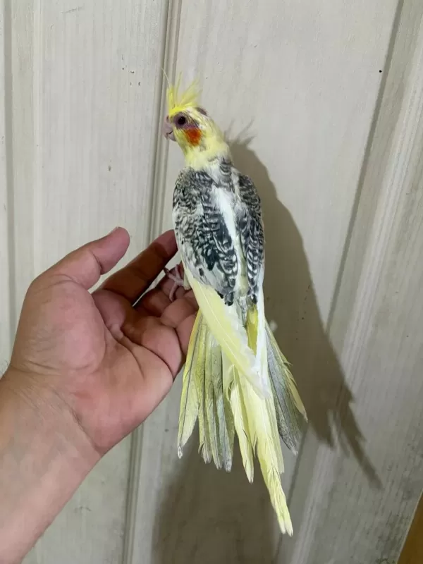 59 Günlük Renk Güzeli Kusursuz Sultan Papağani Bebek
