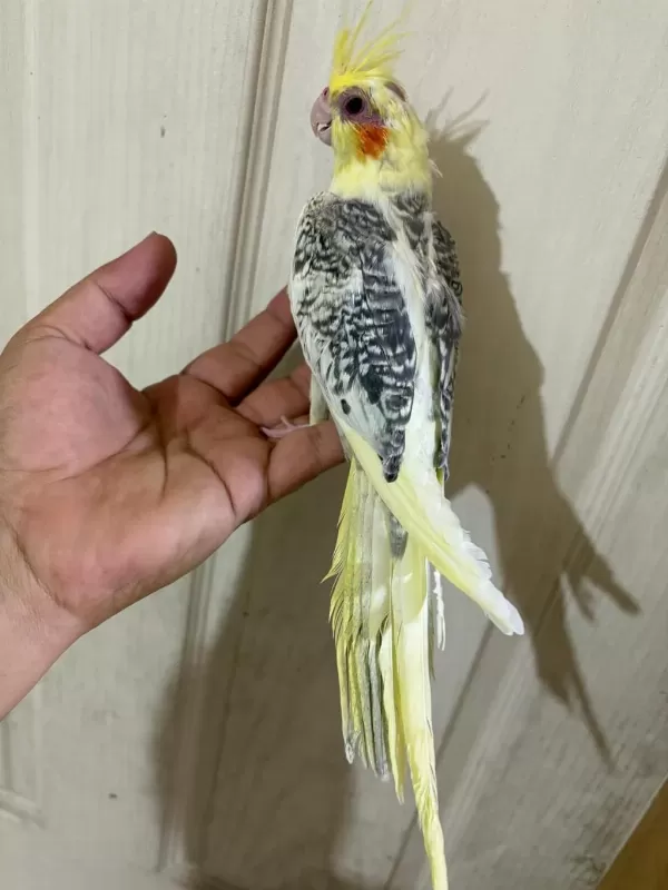 59 Günlük Renk Güzeli Kusursuz Sultan Papağani Bebek