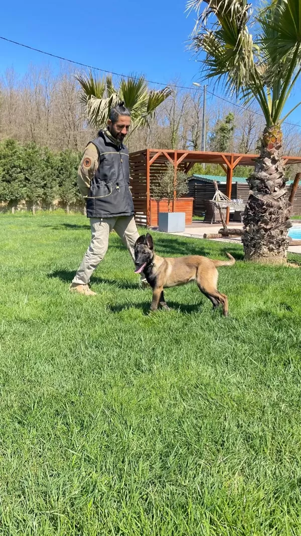 Secereli Belçika Kurdu Yavruları