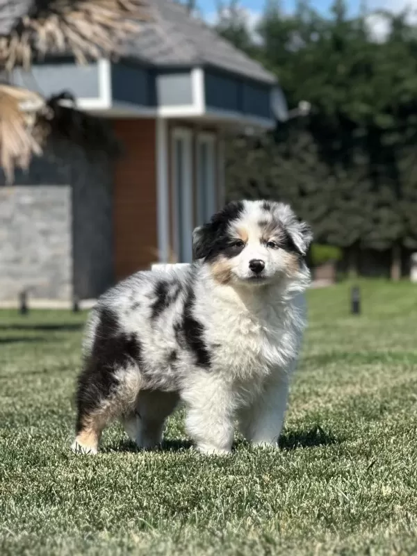 Enfes Avustralya Çoban Köpeği Yavruları