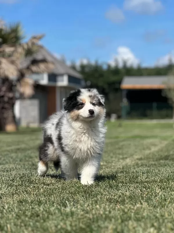 Enfes Avustralya Çoban Köpeği Yavruları