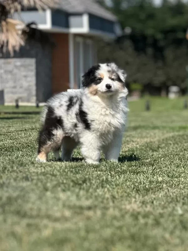 Enfes Avustralya Çoban Köpeği Yavruları