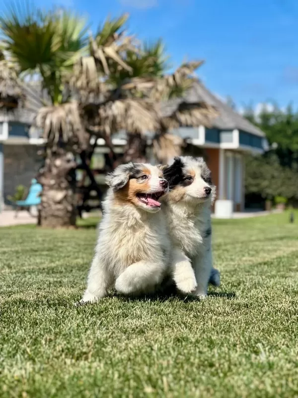 Enfes Avustralya Çoban Köpeği Yavruları
