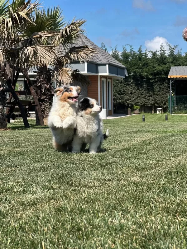 Enfes Avustralya Çoban Köpeği Yavruları
