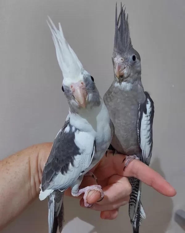 35 Günlük Lutino Wf White Erkek Net Konuşturmalik Sultanlar