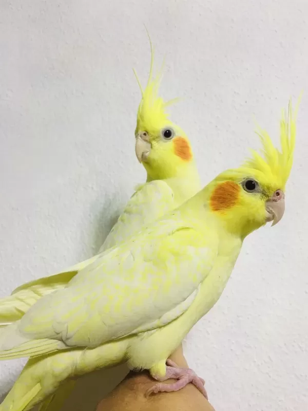 Jumbo Boy Ev Üretimi A Kalite Erkek Lutino Sultanlar