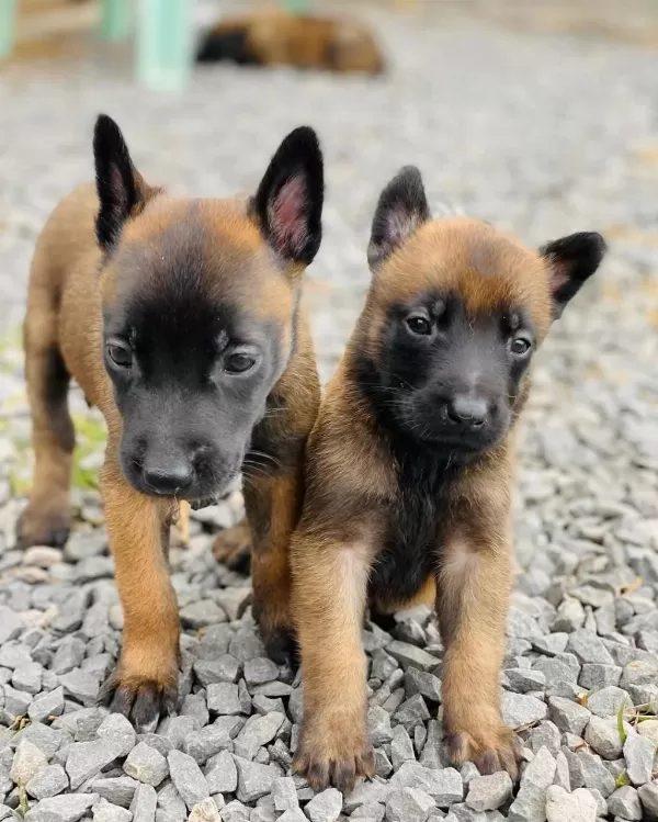 Belçika Malinois Yavrulari