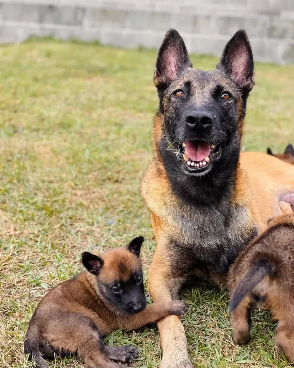 Belçika Malinois Yavrulari