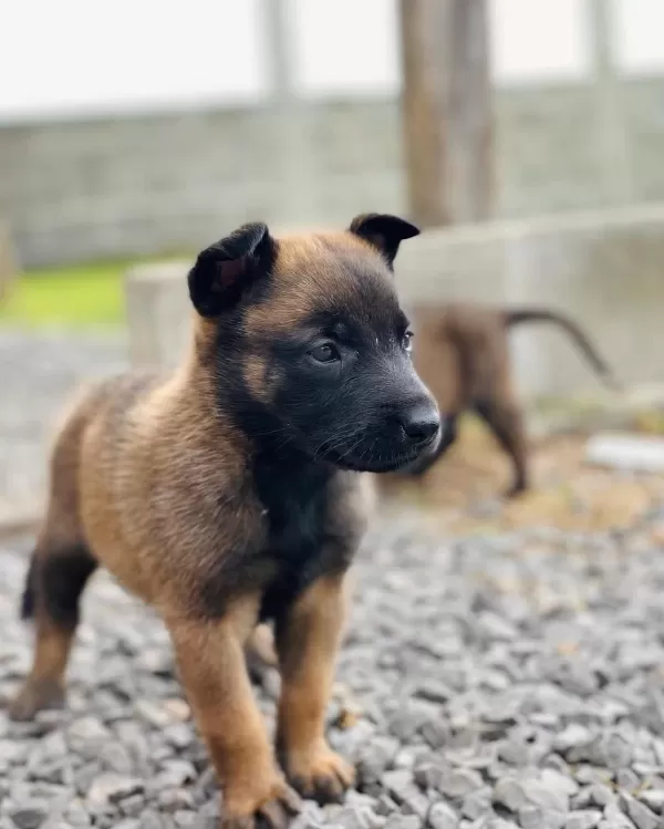 Belçika Malinois Yavrulari
