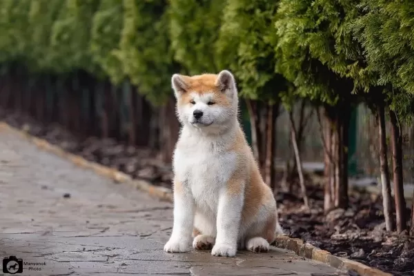 Japon Akita Yavruları Sağlık Ve İrk Garantili