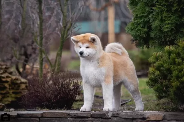 Japon Akita Yavruları Sağlık Ve İrk Garantili