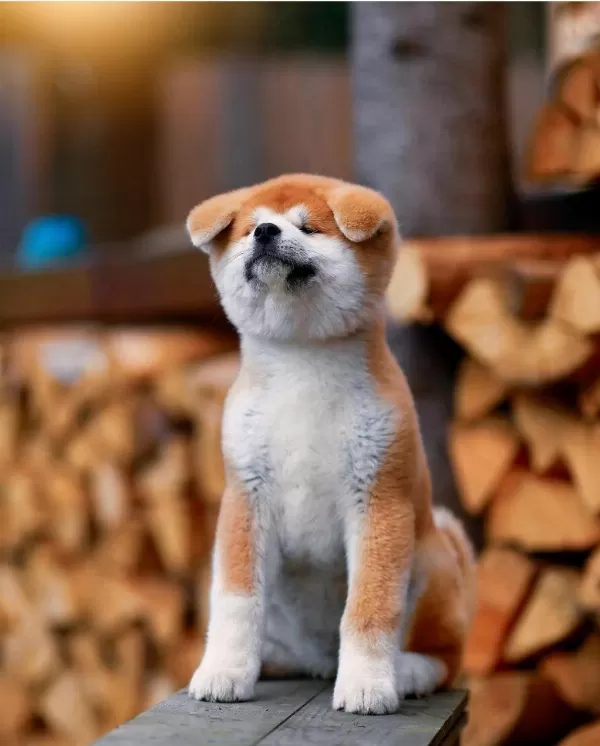 Japon Akita Yavruları Sağlık Ve İrk Garantili