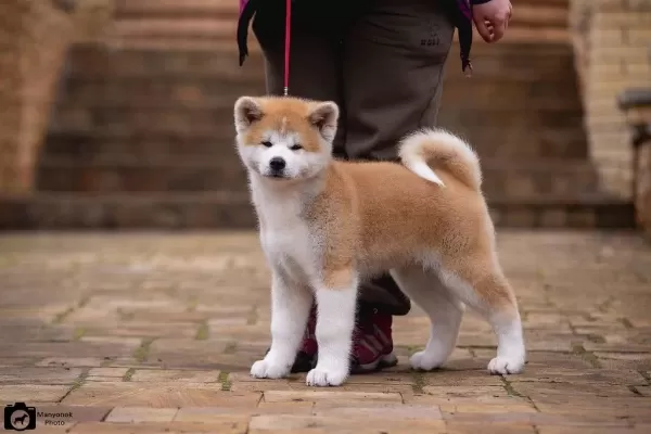Japon Akita Yavruları Sağlık Ve İrk Garantili