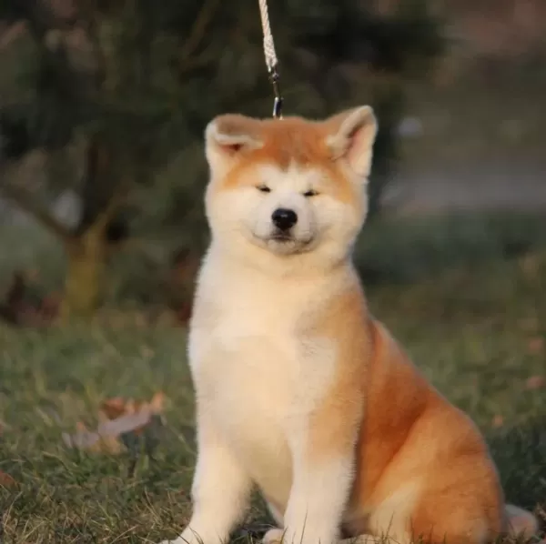 Japon Akita Yavruları Sağlık Ve İrk Garantili
