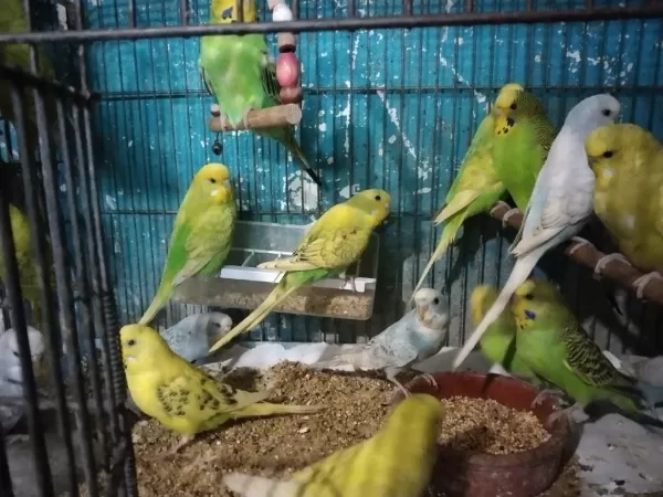 Yavru Muhabbet Kuşu Vardır