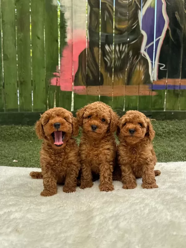 Oyuncak Boy Poodle Bebekler