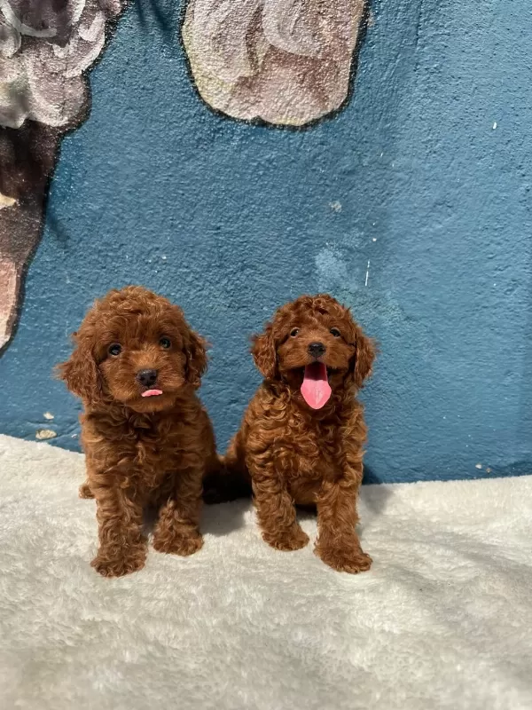 Ruhsatlı Poodle Evinden Oyuncak Boy Poodle Yavrularımız