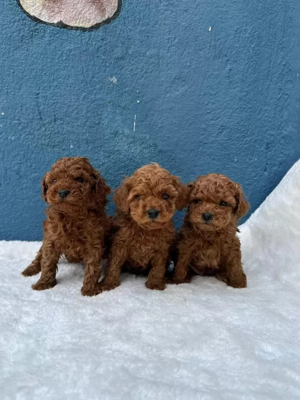 Ruhsatlı Poodle Evinden Oyuncak Boy Poodle Yavrularımız