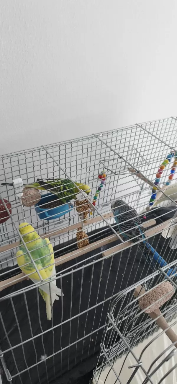 4 Adet Muhabbet Kuşu Tüm Malzemeleriyle