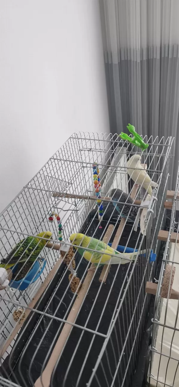 4 Adet Muhabbet Kuşu Tüm Malzemeleriyle