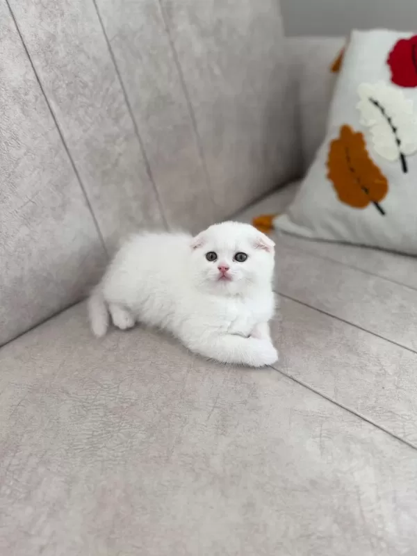 Son Kalan Scottish Fold Güzellik