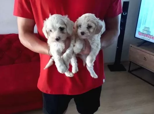 Maltipoo Yavrularımız Uygundur