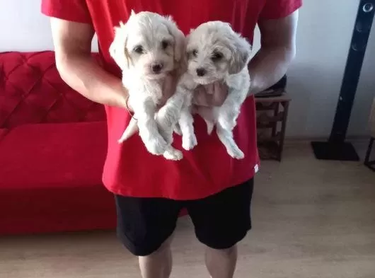 Maltipoo Yavrularımız Uygundur