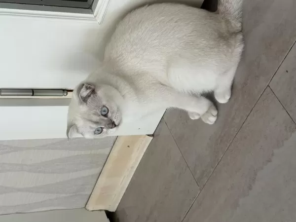 Kedimiz Latte İçin Güzel Bir Yuva Arıyoruz