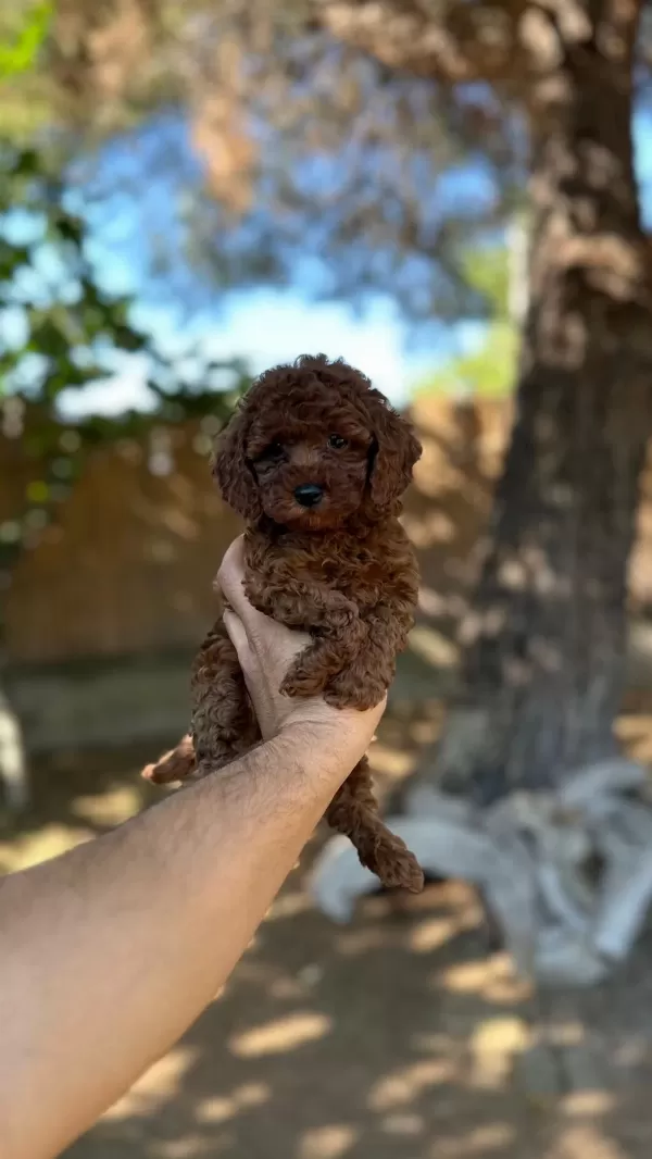 Sağlık Ve İrk Garantili Toy Poodle Yavrularımız