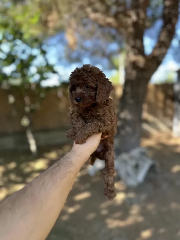 Sağlık Ve İrk Garantili Toy Poodle Yavrularımız